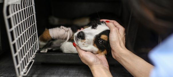 Ile kosztuje ubezpieczenie kota i psa?