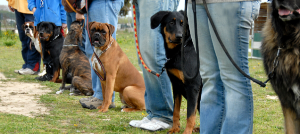Szkolenia dla psów Gdańsk