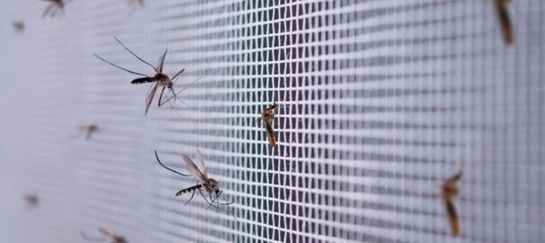 Moskitiera zabezpieczająca przed robactwem
